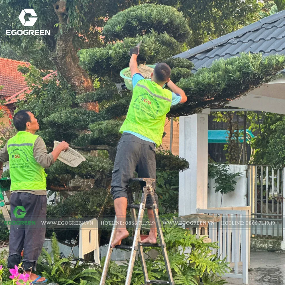 Mùa đông cũng cần cắt tỉa lá và phòng trừ sâu bệnh.